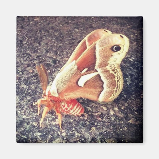 蛾の磁石 マグネット (正面)