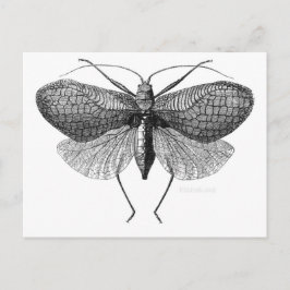 蛾の科学イラストレーション ポストカード