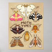 蛾の種類 ポスター (正面)