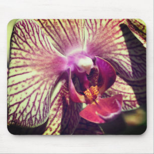 蛾の蘭の花クローズアップ マウスパッド