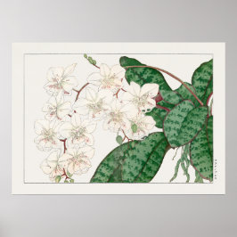 蛾の蘭の花，チャラネオプシス，タニガミ湖南， ポスター