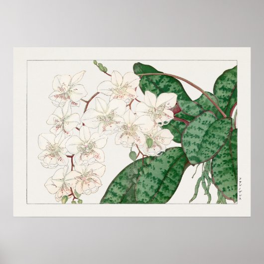 蛾の蘭の花，チャラネオプシス，タニガミ湖南， ポスター (正面)