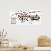 蛾の蝶の鱗翅目の内部形態 ポスター (キッチン)