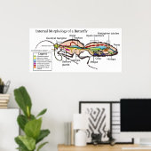 蛾の蝶の鱗翅目の内部形態 ポスター (ホームオフィス)