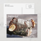 蛾の魔法：バフ先端「壊れた小枝」蛾のはがき ポストカード (正面/裏面)