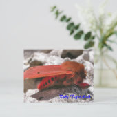 蛾の魔法: Ruby Tiger Mothポストカード ポストカード (スタンド正面)