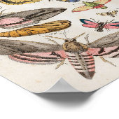 蛾キャタピラヴィンテージプリントダウンロード ポスター (角)