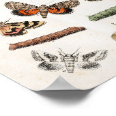 蛾キャタピラヴィンテージプリントダウンロード ポスター (角)