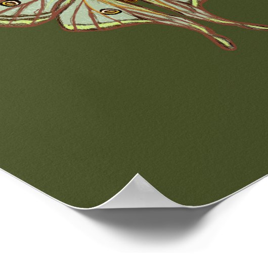 蛾図解入りの、写真付きの虫のポスター ポスター (角)