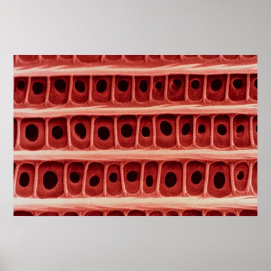 蛾 – ウィングスケール ポスター (正面)