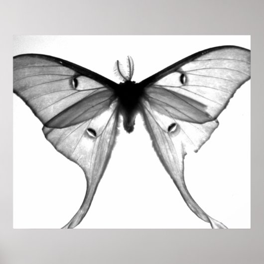 蛾 ポスター (正面)