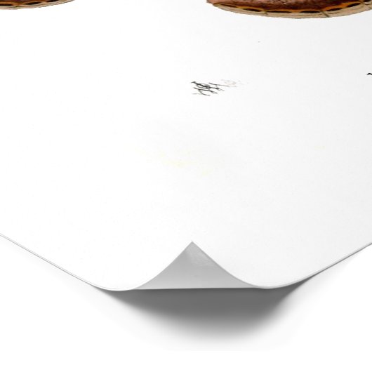 蛾 ポスター (角)