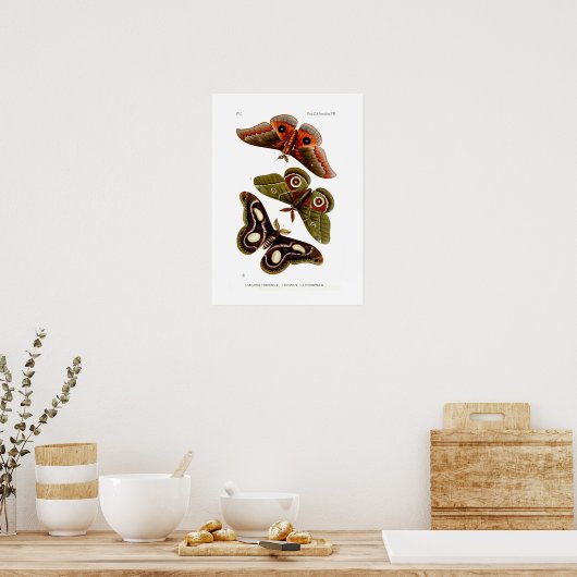 蛾 ポスター (キッチン)