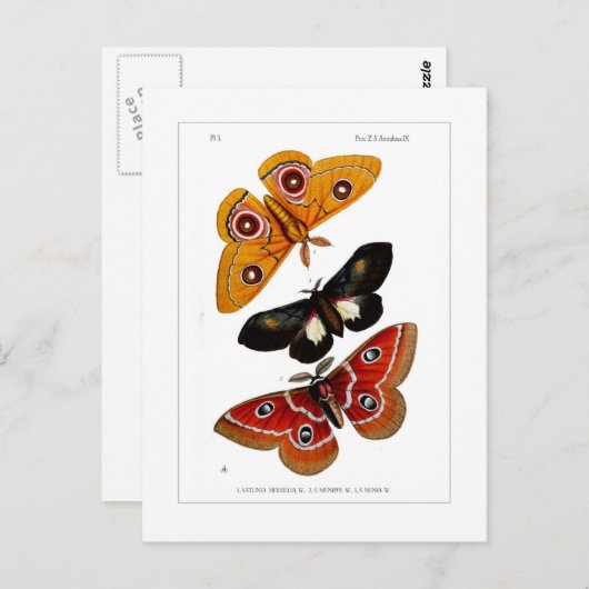 蛾 ポストカード (正面/裏面)