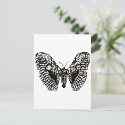 蛾 ポストカード (スタンド正面)
