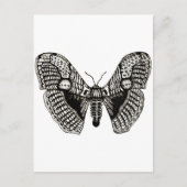 蛾 ポストカード (正面)