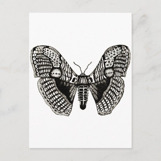 蛾 ポストカード (正面)