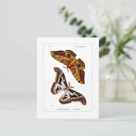 蛾 ポストカード (スタンド正面)