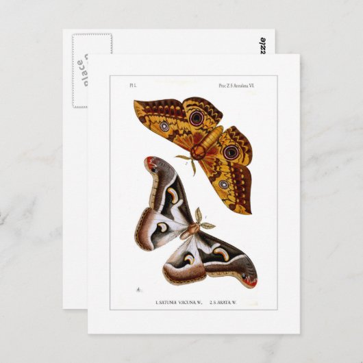 蛾 ポストカード (正面/裏面)