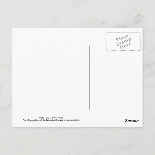 蛾 ポストカード (裏面)