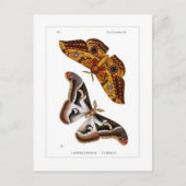 蛾 ポストカード (正面)