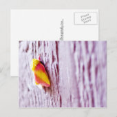 蛾 ポストカード (正面/裏面)