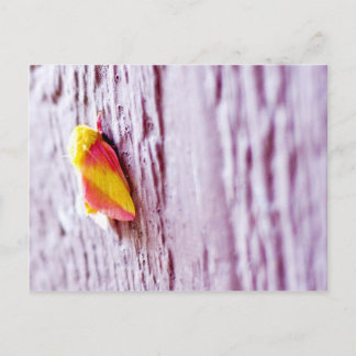 蛾 ポストカード