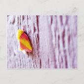 蛾 ポストカード (正面)