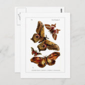 蛾 ポストカード (正面/裏面)