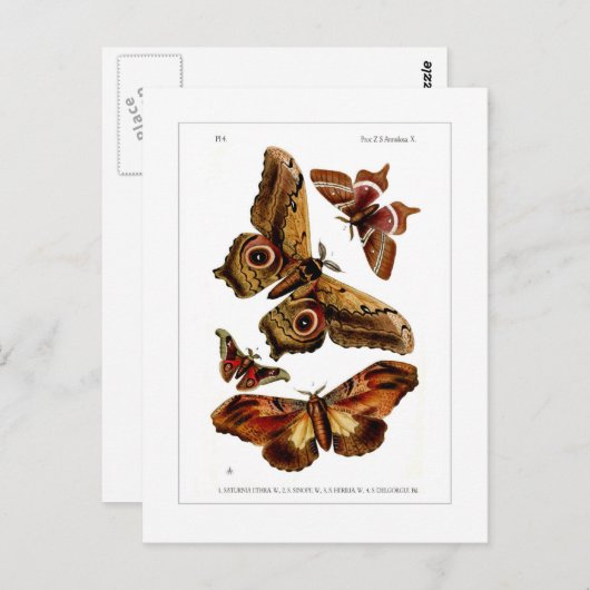 蛾 ポストカード (正面/裏面)