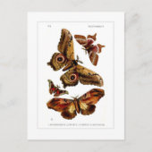 蛾 ポストカード (正面)