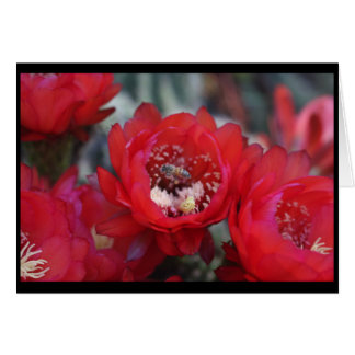 蜂およびサボテン