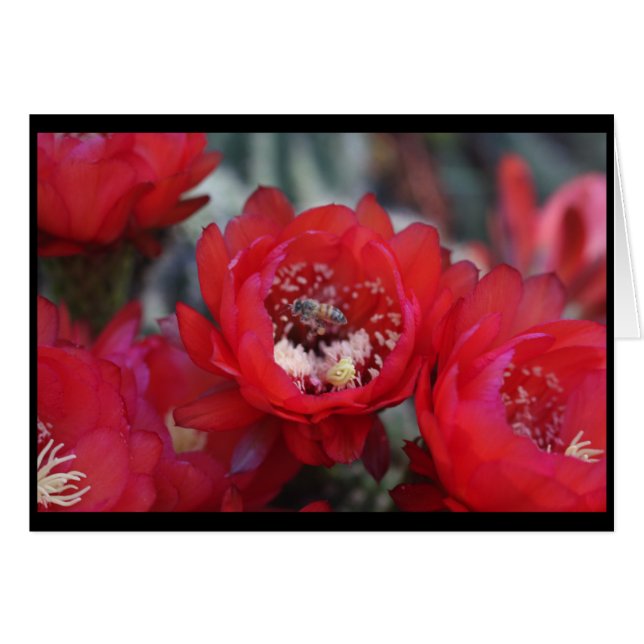 蜂およびサボテン (正面横)