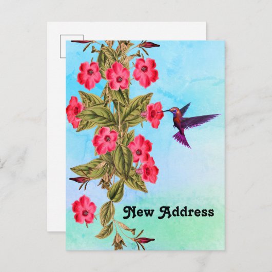 蜂すずめの赤い花青い影の背景 案内ポストカード (正面/裏面)