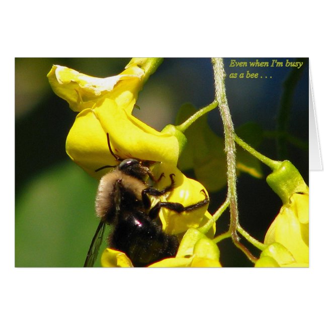 蜂として忙しい (正面横)