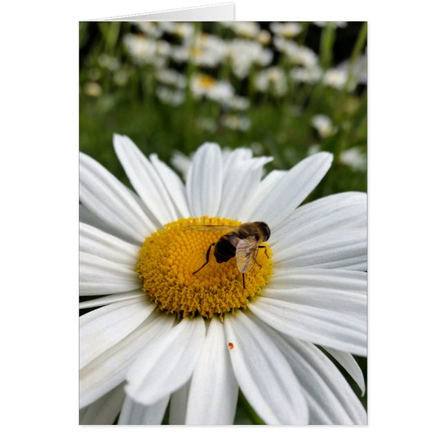 蜂とデイジー (正面)