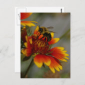 蜂と花はがき ポストカード (正面/裏面)