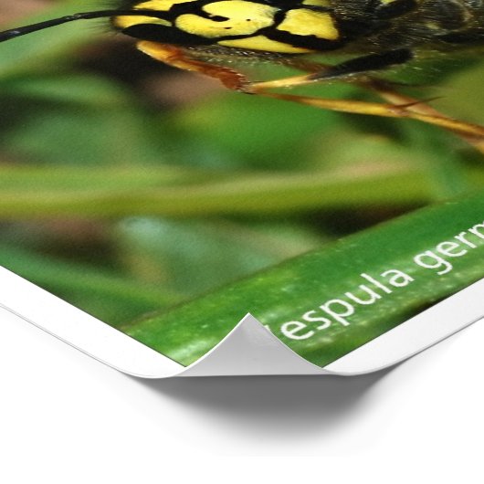 蜂と蜂 ポスター (角)