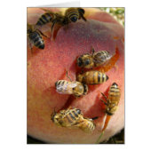 蜂のための桃 (正面)