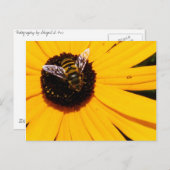 蜂の命 ポストカード (正面/裏面)