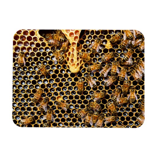 蜂の巣箱とハニカムアップを閉じる マグネット (横)