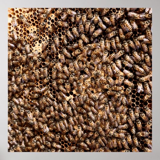 蜂の巣 ポスター (正面)