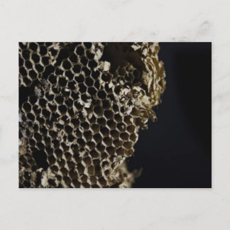 蜂の巣 ポストカード