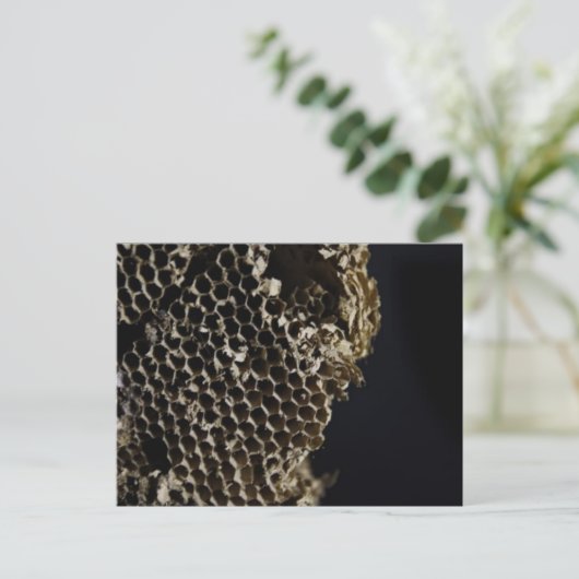 蜂の巣 ポストカード (スタンド正面)