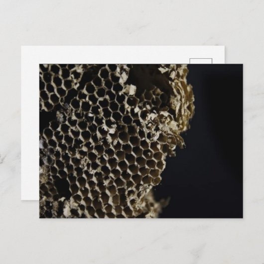 蜂の巣 ポストカード (正面/裏面)