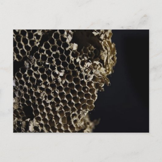 蜂の巣 ポストカード (正面)
