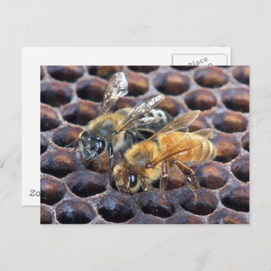 蜂の巣 ポストカード (正面/裏面)