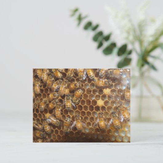 蜂の巣 ポストカード (スタンド正面)