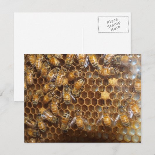 蜂の巣 ポストカード (正面/裏面)
