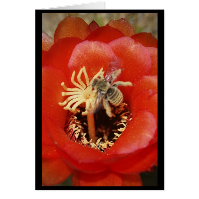 蜂の朝食 (正面)